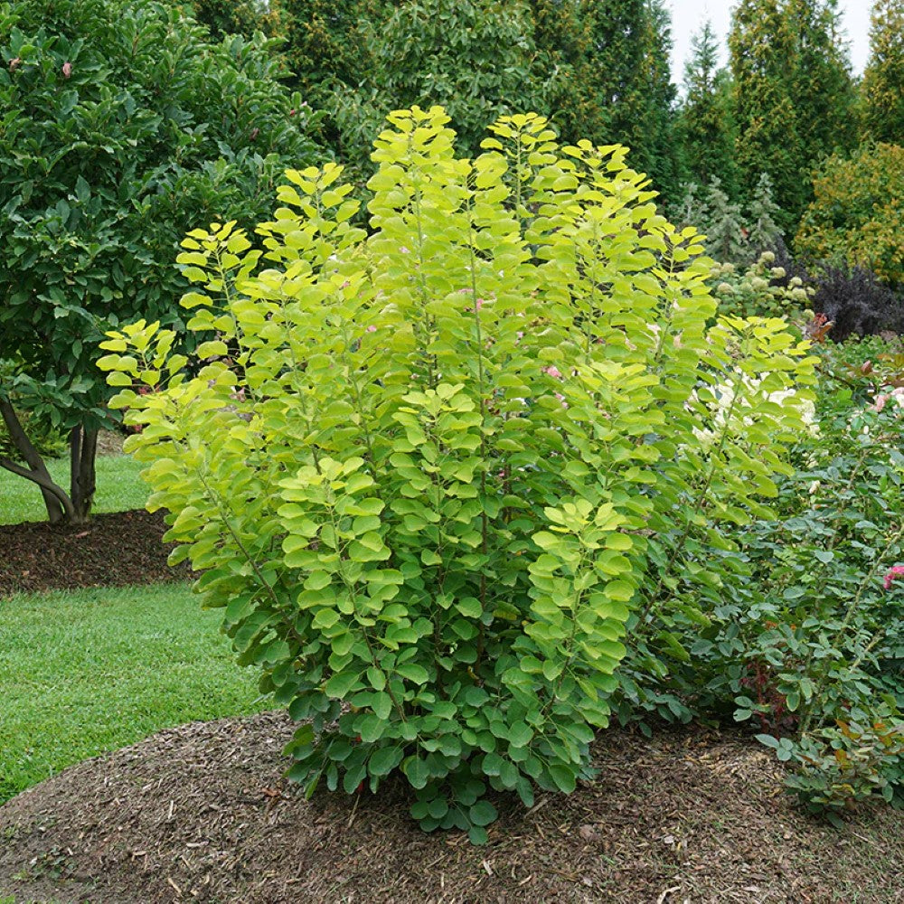 Winecraft Gold Smokebush