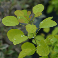 Winecraft Gold Smokebush