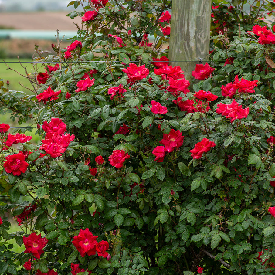 Winners Circle Climbing Rose