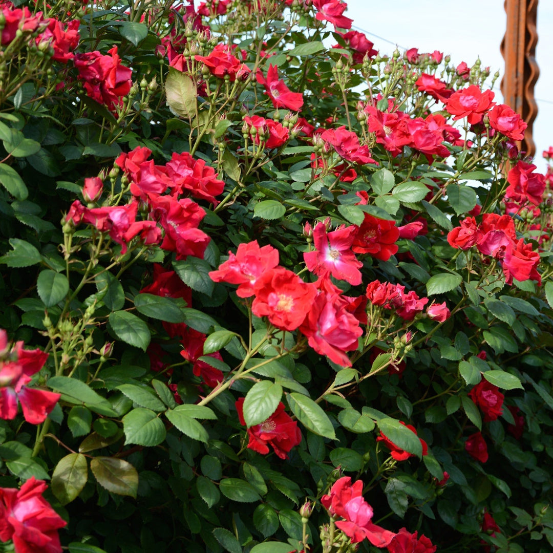 Winners Circle Climbing Rose