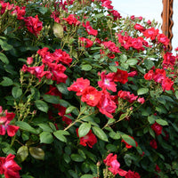 Winners Circle Climbing Rose