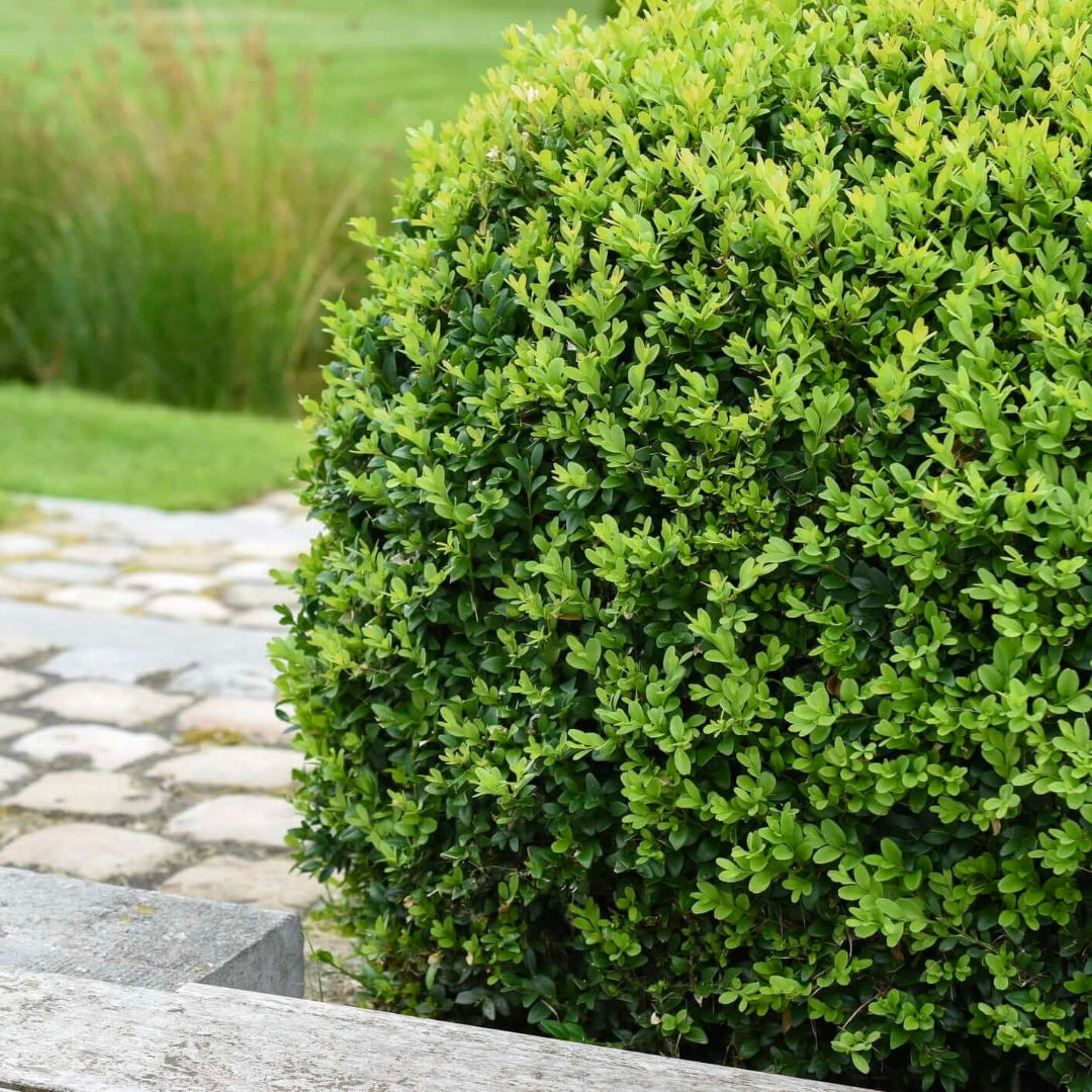Winter Gem Boxwood