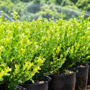 Korean Boxwood Wintergreen