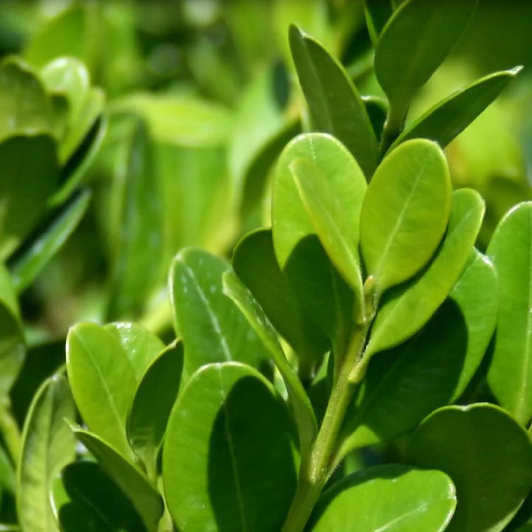 Cold-hardy Wintergreen Boxwood plant