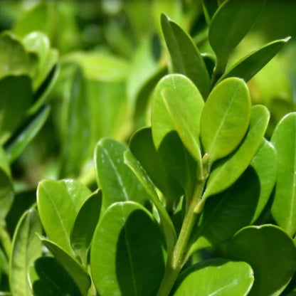 Wintergreen Boxwood landscape shrub