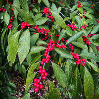 Winter Red Winterberry Holly is The Cold Hardiest of All Holly Varieties