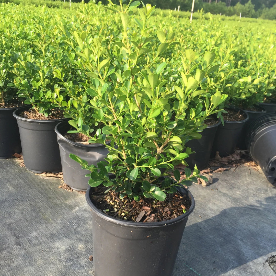 Korean Boxwood Wintergreen