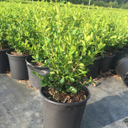 Korean Boxwood Wintergreen