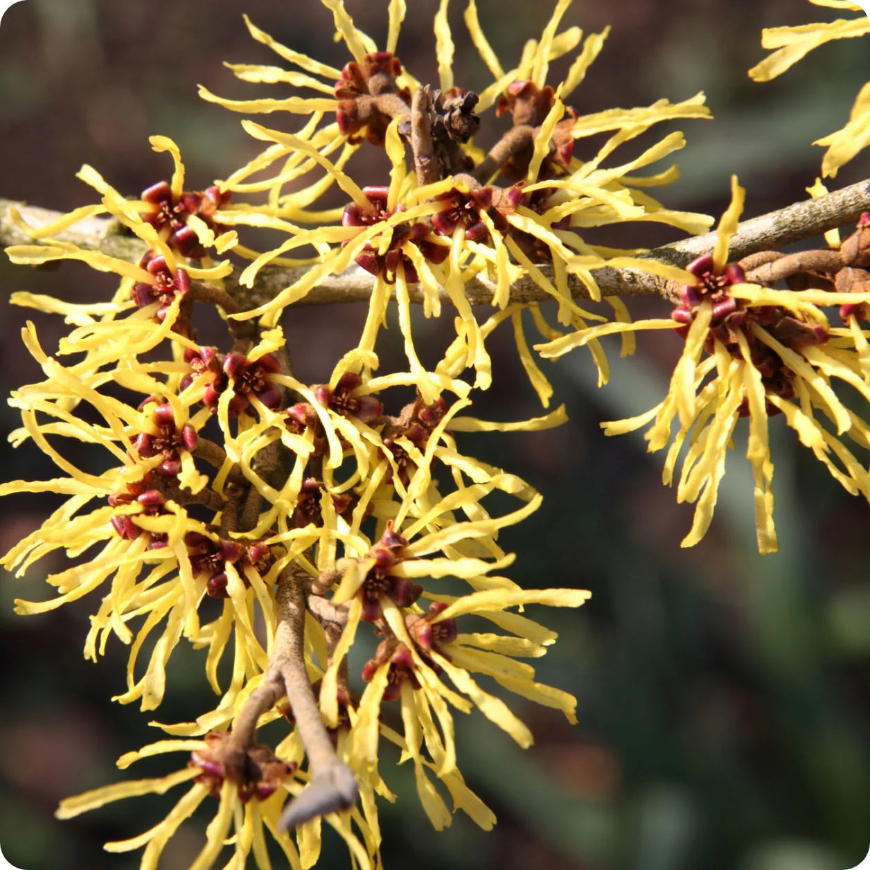 Witch Hazel Native Shrub