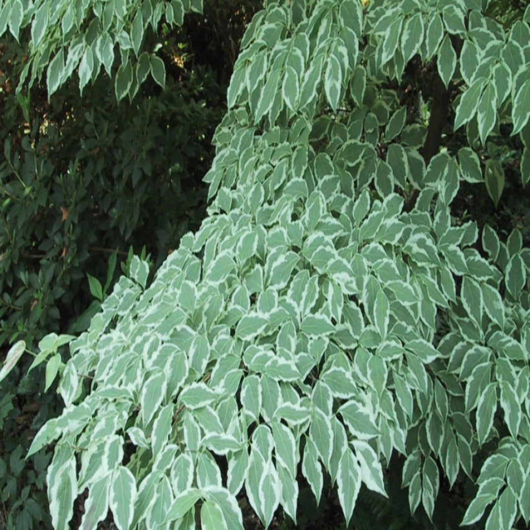 Wolf Eyes Dogwood showcasing patterned leaves
