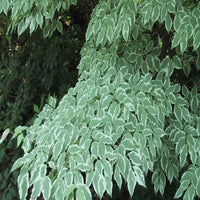 Growing guide for variegated Wolf Eyes Dogwood