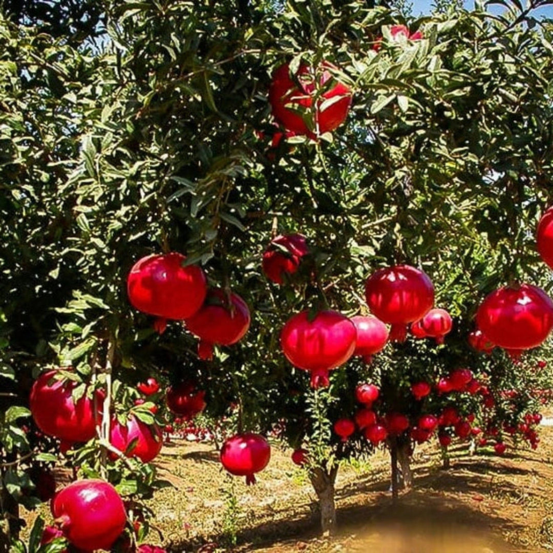 Garden setting with Wonderful Pomegranate Tree and fruit