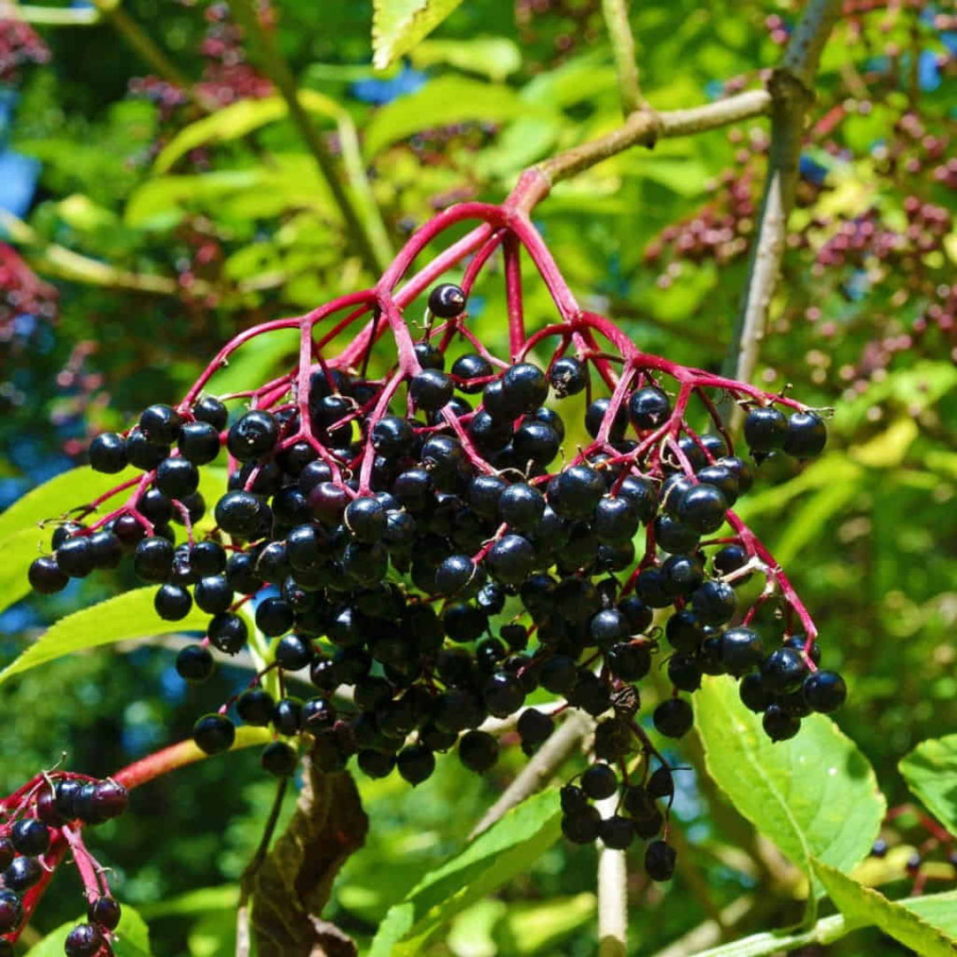 Wyldewood Ranch Elderberry