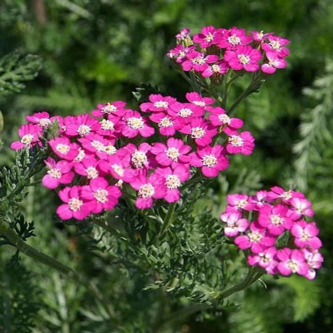 Achillea Millefolium Oertel&