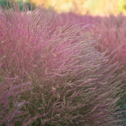 Purple Muhly Grass