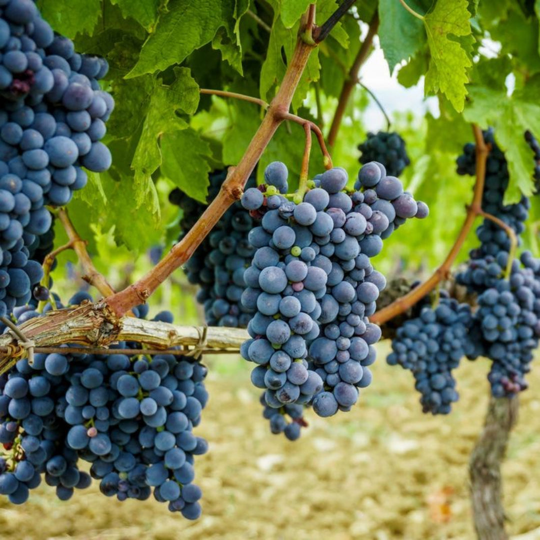 Champanelle Grape Vine