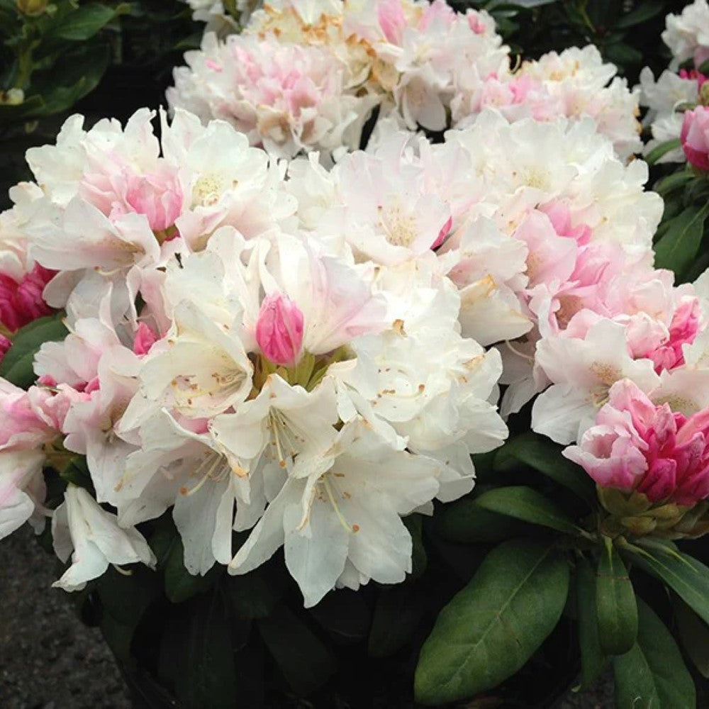 Yaku Princess Rhododendron