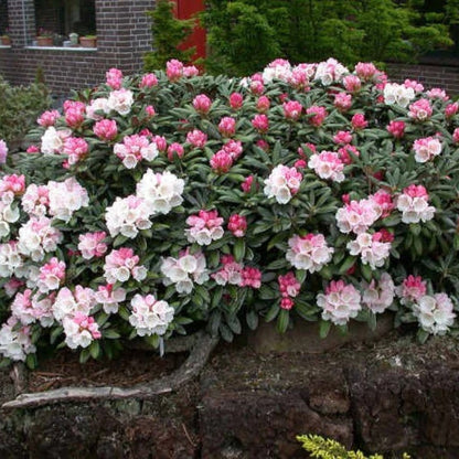 Yaku Princess Rhododendron