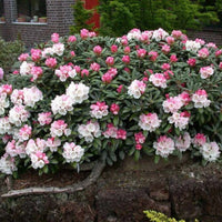 Yaku Princess Rhododendron Plant