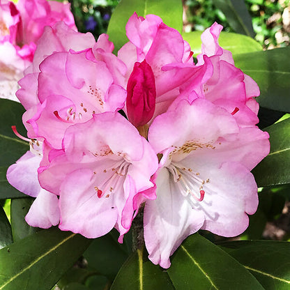 Yaku Princess Rhododendron Plant