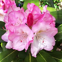 Yaku Princess Rhododendron Plant