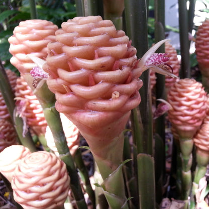 Ginger Zingiber Officinale aka True Ginger