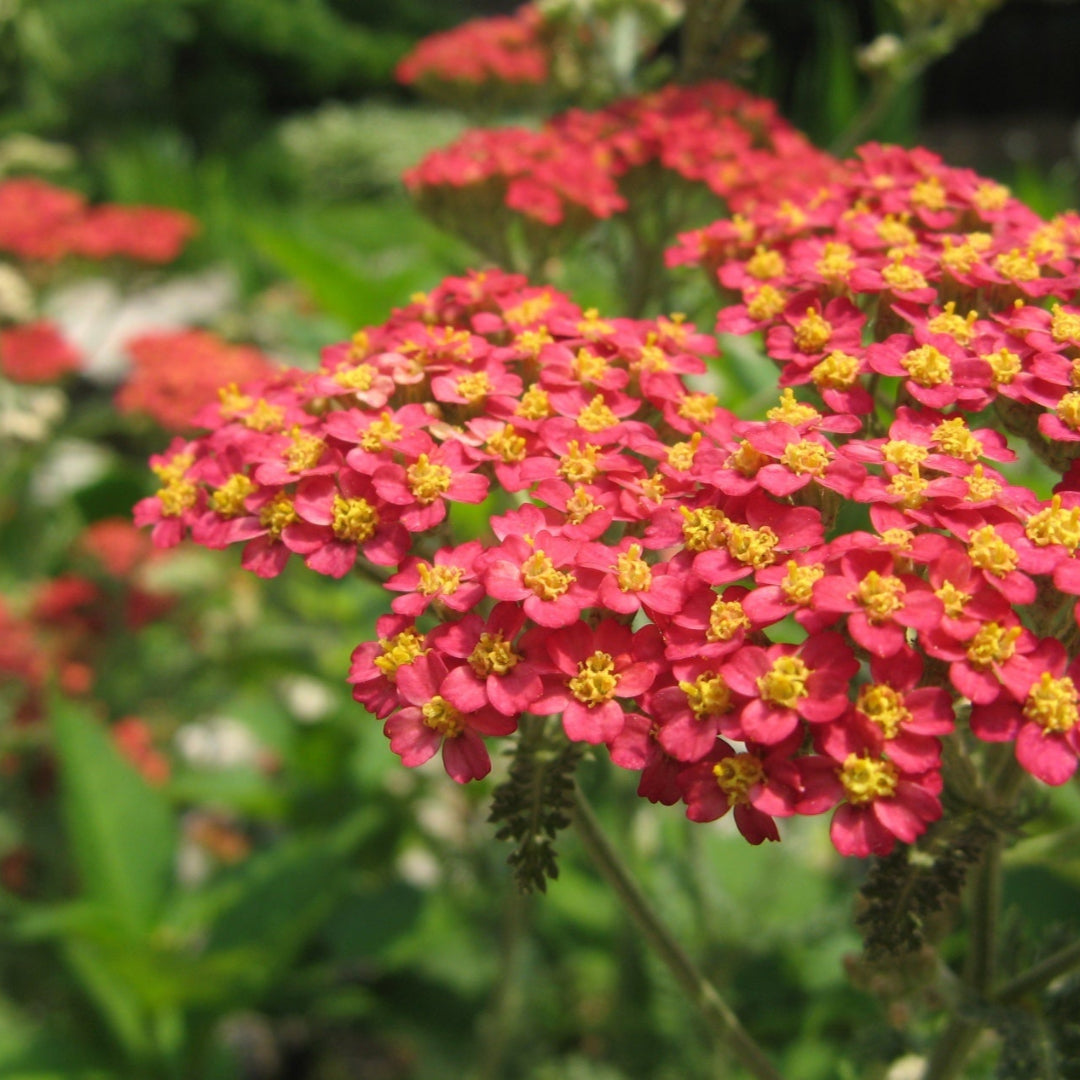 Achillea Millefolium Paprika