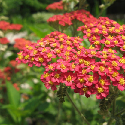 Achillea Millefolium Paprika