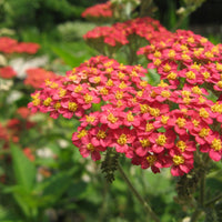 Paprika Yarrow perennial with vibrant red clusters
