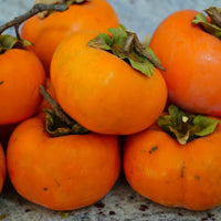American Persimmon