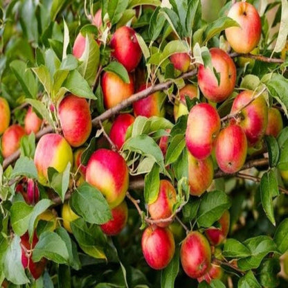 Close-up view of Yates apples displaying red skin and firm texture.