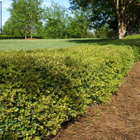 Dwarf Youpon Holly