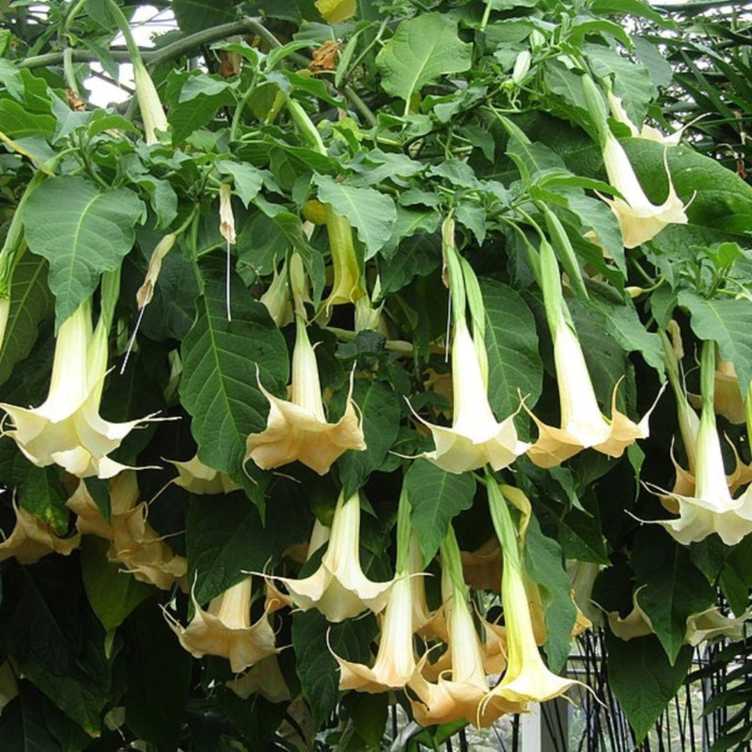 Yellow Angel Trumpet bloom captured up close with detailed petal structure and color