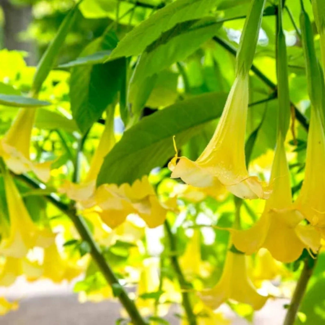 Yellow Angel Trumpet plant with large hanging trumpet-shaped blooms and lush green leaves