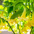 Yellow Angel Trumpet plant with large hanging trumpet-shaped blooms and lush green leaves