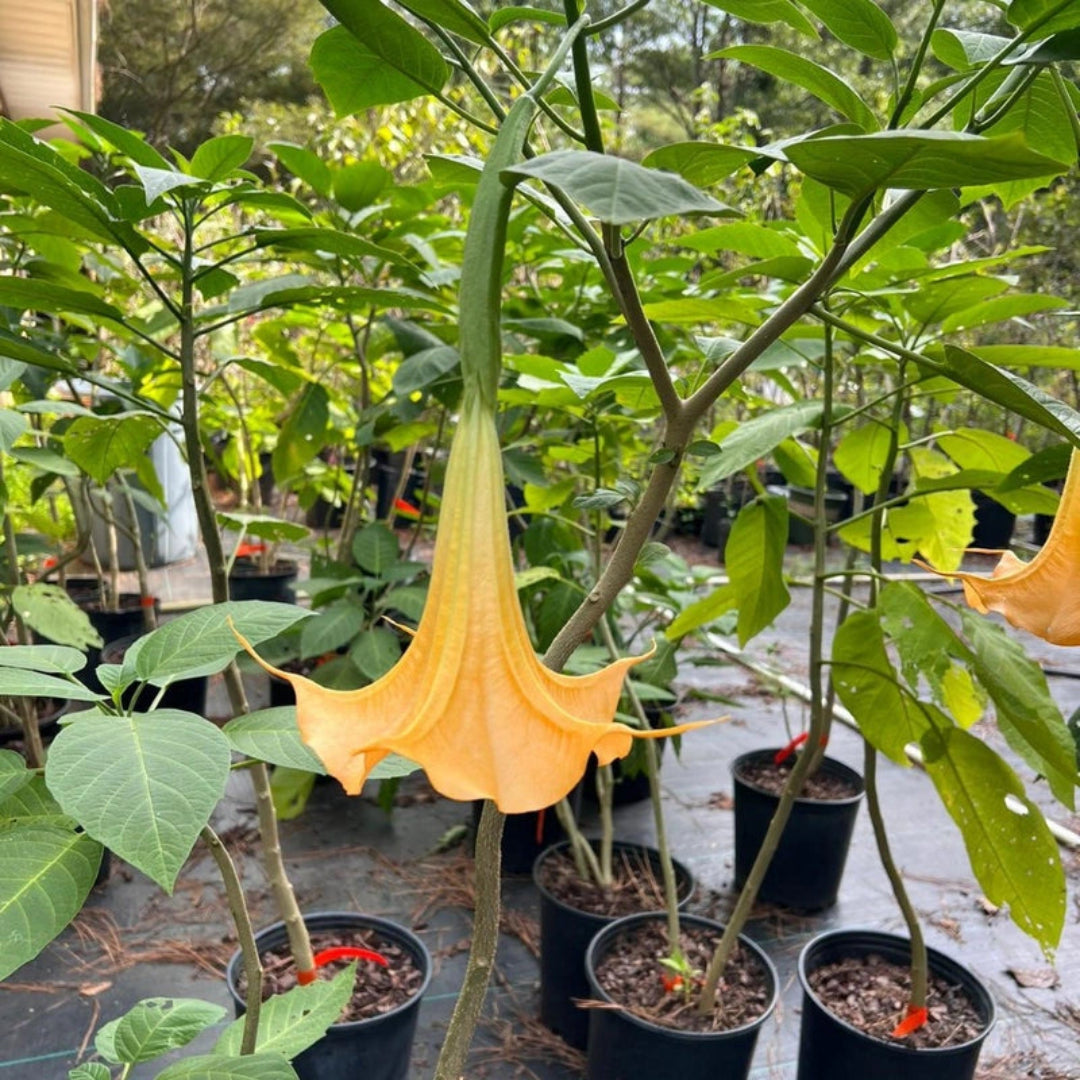 Bright yellow trumpet flowers hanging gracefully from an Angel Trumpet plant