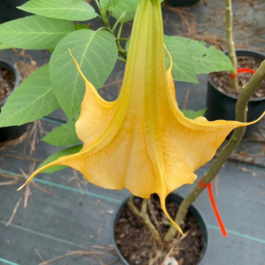 Close-up of Yellow Angel Trumpet flower showing bright golden petals and smooth texture