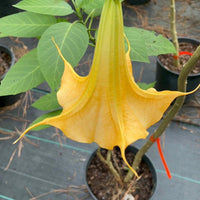 Close-up of Yellow Angel Trumpet flower showing bright golden petals and smooth texture