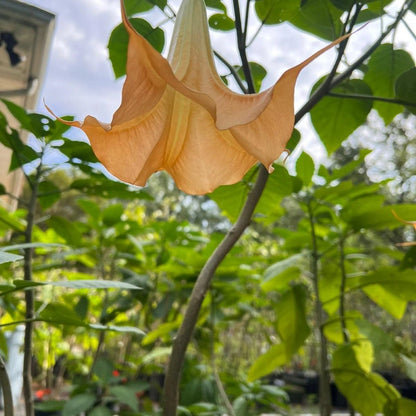 Yellow Angel Trumpet shrub displaying multiple vibrant blossoms and healthy foliage