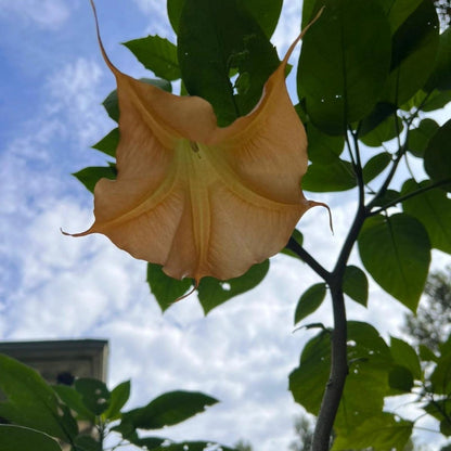 Fully blooming Yellow Angel Trumpet with long, pendulous flowers in vivid yellow