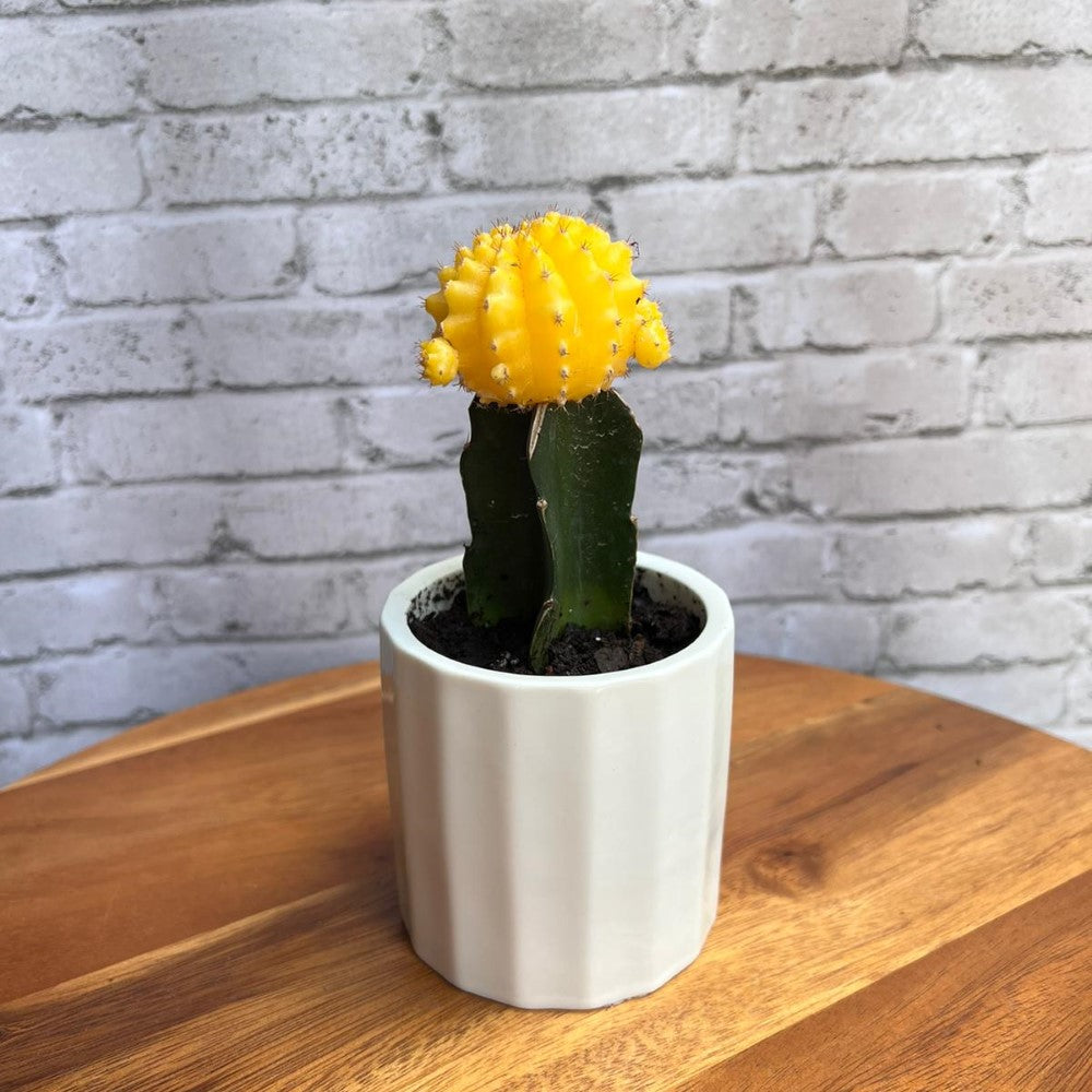 small yellow plant pot Buy Yellow Cactus Plants & Trees Online