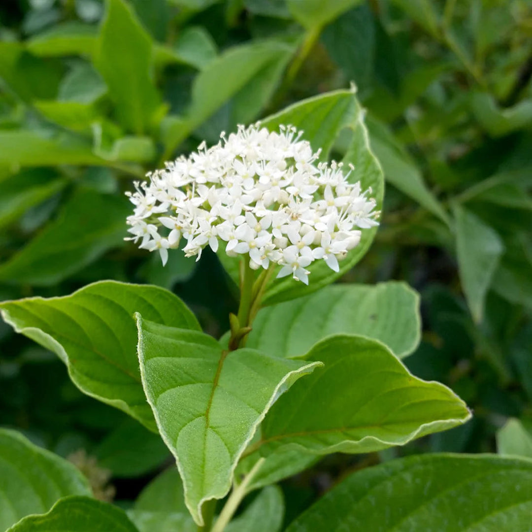 Yellow Twig Dogwood Tree