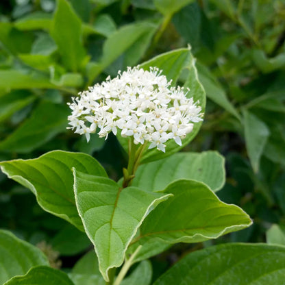 Yellow Twig Dogwood Tree
