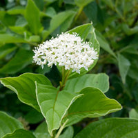 Balled Yellow Twig Dogwood Shrub image