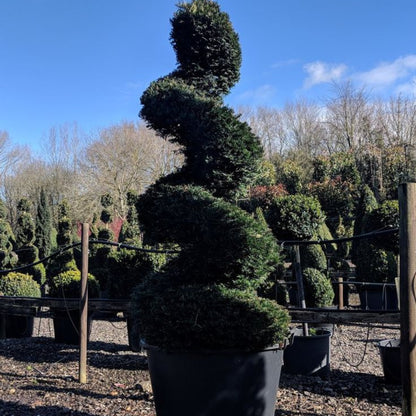 Topiary Boxus Semp Spiral