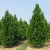 Young Cryptomeria Radicans plant ready for planting in home gardens