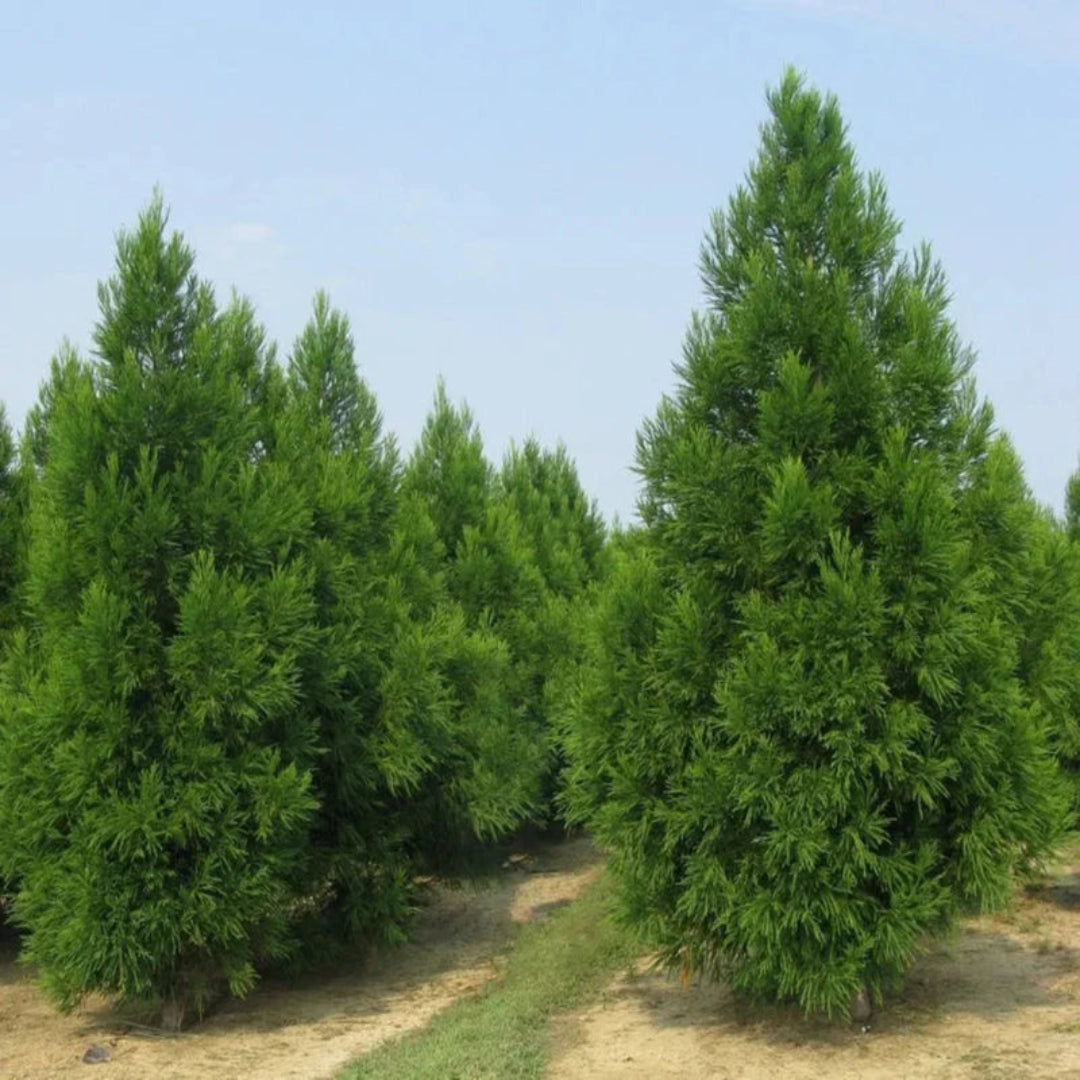 Young Cryptomeria Radicans plant ready for planting in home gardens