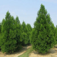 Young Cryptomeria Radicans plant ready for planting in home gardens