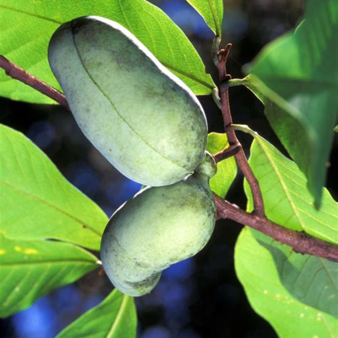 Young pawpaw tree with healthy foliage in a garden setting