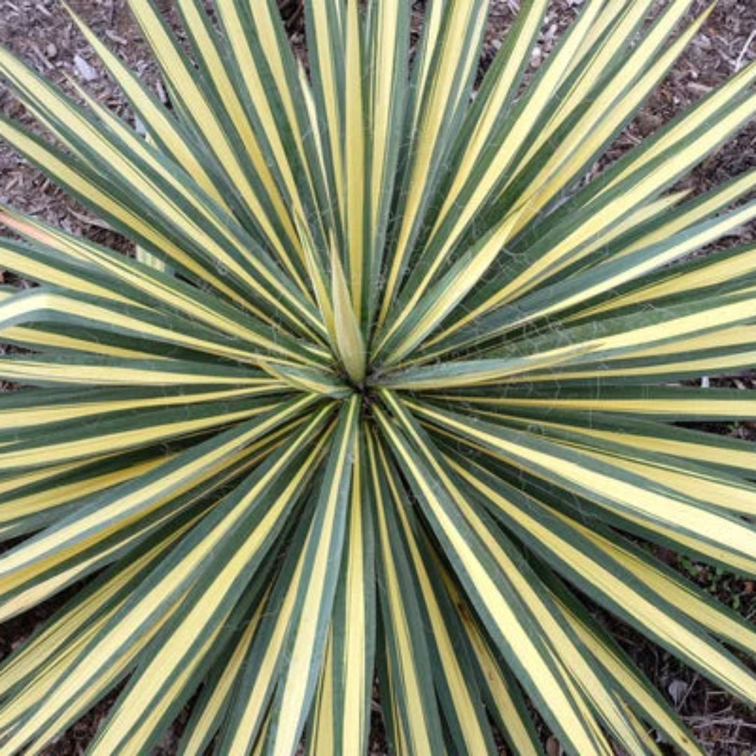 Yucca Color Guard Plant